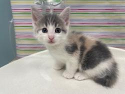 Shelter Stray Female Cat last seen Bancroft and Langrage, 43608, OH, Maumee, OH 43537