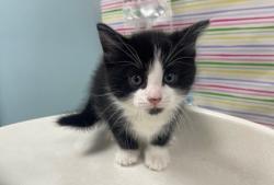 Shelter Stray Male Cat last seen Bancroft and Langrage, 43608, OH, Maumee, OH 43537