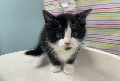 Shelter Stray Male Cat last seen Bancroft and Langrage, 43608, OH, Maumee, OH 43537
