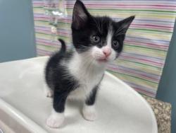 Shelter Stray Male Cat last seen Bancroft and Langrage, 43608, OH, Maumee, OH 43537