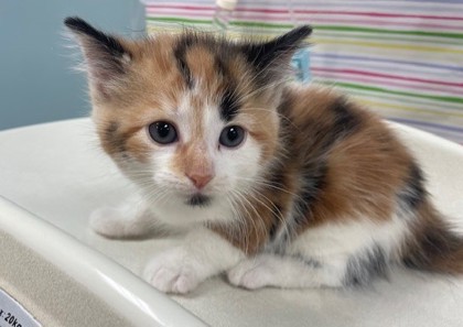 Shelter Stray Female Cat last seen Bancroft and Langrage, 43608, OH, Maumee, OH 43537