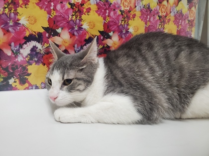 Shelter Stray Female Cat last seen Near Chapin, 43609, OH, Maumee, OH 43537