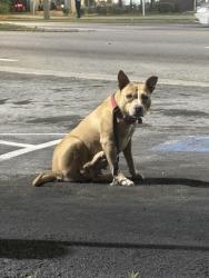 Lost Female Dog last seen Pryor And Doane mechanicsville and joyland , Atlanta, GA 30315