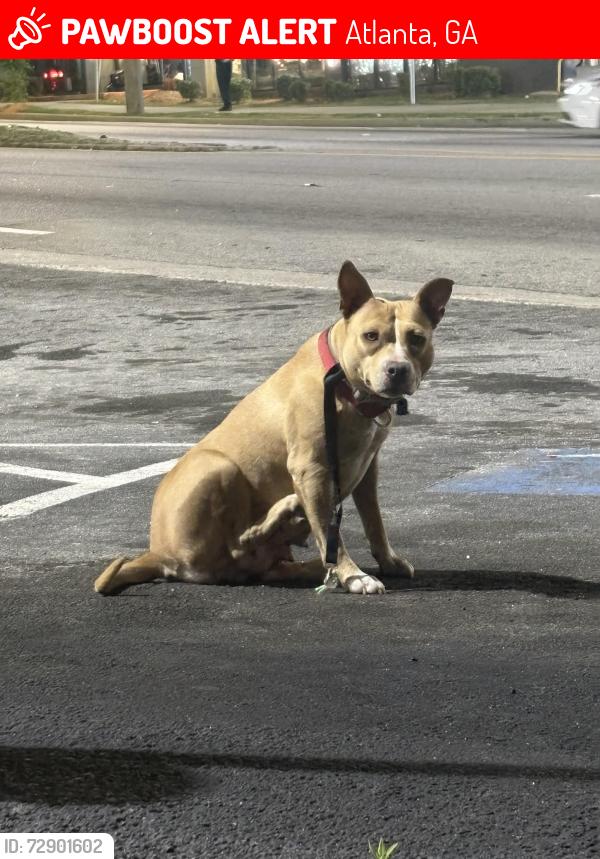 Lost Female Dog last seen Pryor And Doane mechanicsville and joyland , Atlanta, GA 30315