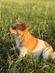 Lost Male Dog last seen Near post Oak Park San Antonio TX , San Antonio, TX 78264