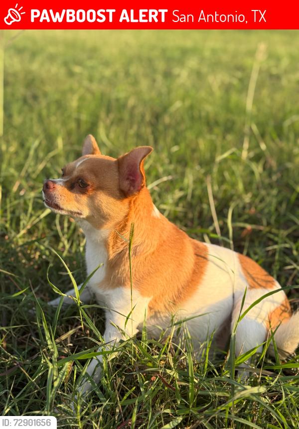 Lost Male Dog last seen Near post Oak Park San Antonio TX , San Antonio, TX 78264