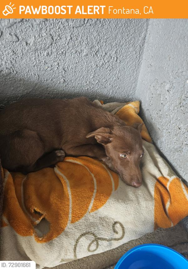 Found/Stray Female Dog last seen Knox ave and S. Highland, Fontana, CA 92336