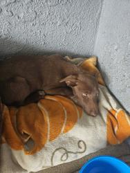 Found/Stray Female Dog last seen Knox ave and S. Highland, Fontana, CA 92336