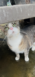 Found/Stray Female Cat last seen Eastlake Parkway , Chula Vista, CA 91915