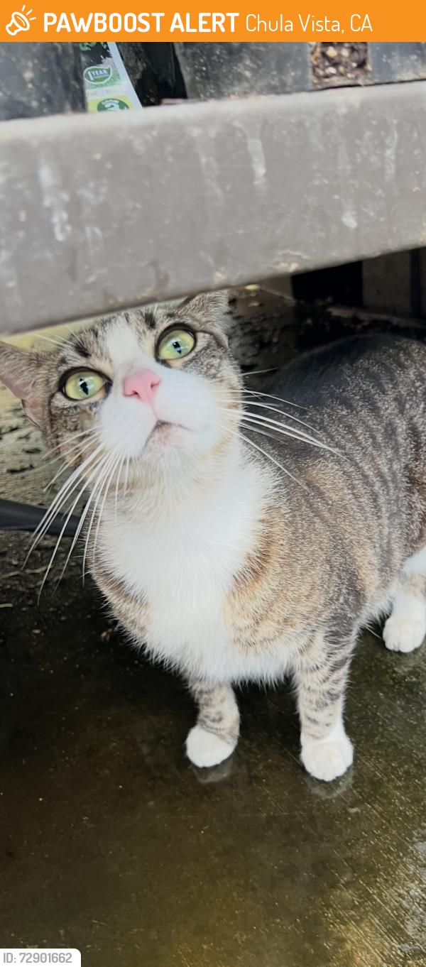Found/Stray Female Cat last seen Eastlake Parkway , Chula Vista, CA 91915