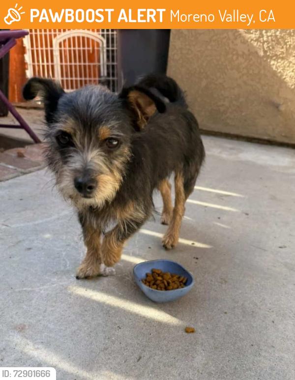 Found/Stray Male Dog last seen Secretariat and harker lane , Moreno Valley, CA 92551