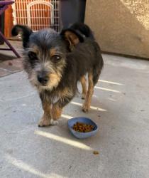 Found/Stray Male Dog last seen Secretariat and harker lane , Moreno Valley, CA 92551
