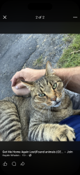 Lost Male Cat last seen Palo Alto, Pottsville near railroad st , Palo Alto, PA 17901