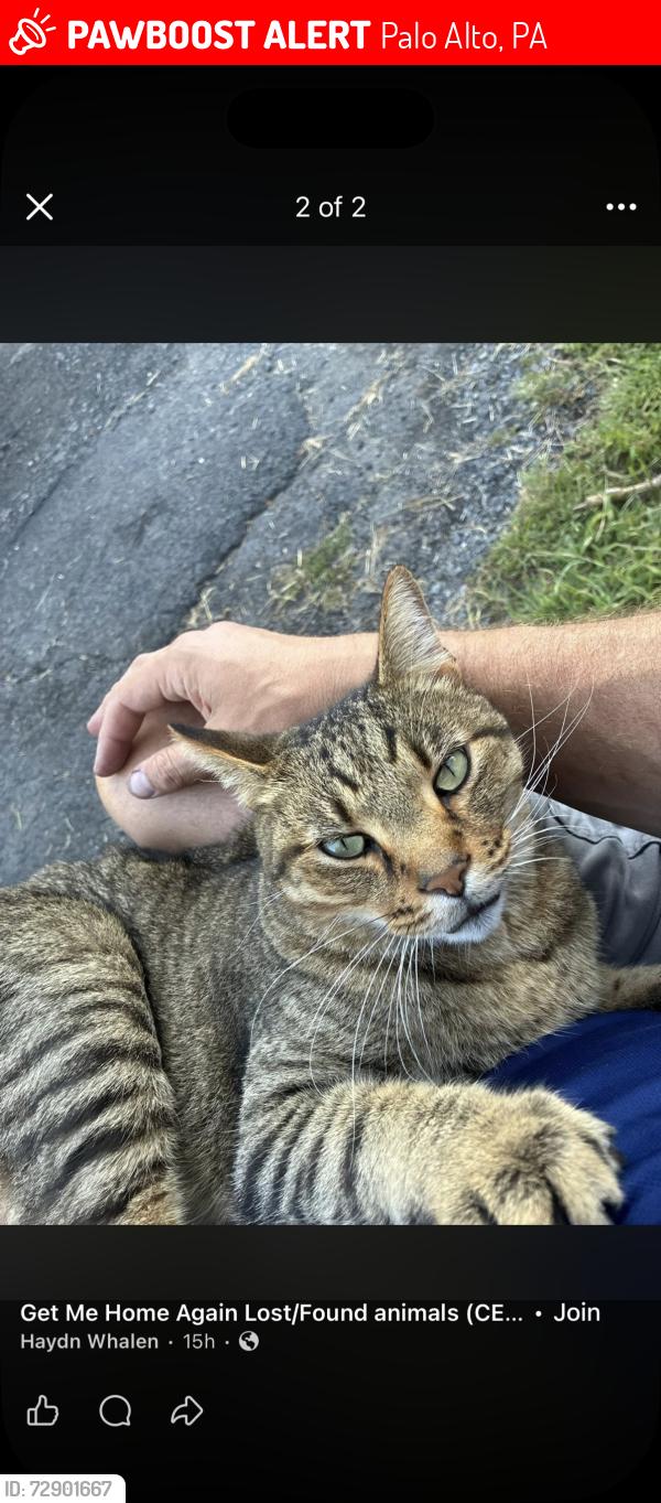 Lost Male Cat last seen Palo Alto, Pottsville near railroad st , Palo Alto, PA 17901
