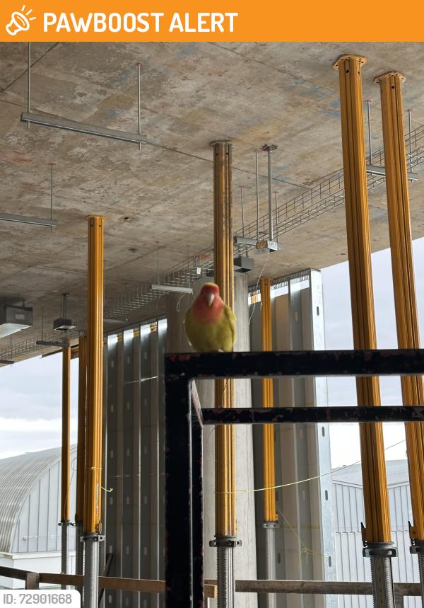 Found/Stray Unknown Bird last seen UBC school, University Endowment Lands, BC V6T