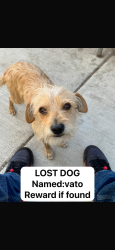 Reunited Male Dog last seen Arminta st y Ben st North Hollywood , Los Angeles, CA 91605
