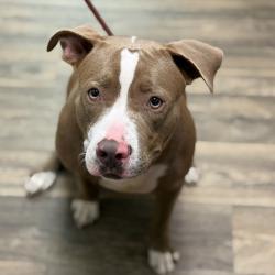 Shelter Stray Female Dog last seen Near 13th Street, San Diego, CA, 92101, San Diego, CA 92110