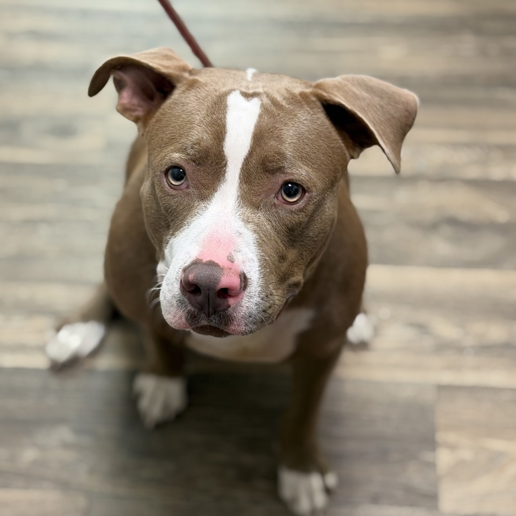 Shelter Stray Female Dog last seen Near 13th Street, San Diego, CA, 92101, San Diego, CA 92110
