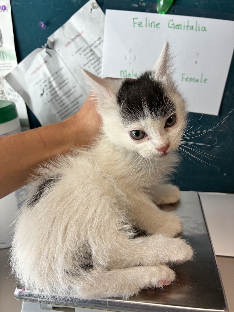 Shelter Stray Female Cat last seen Near E Red Maple Circle, MILLCREEK, UT, 84106, Taylorsville, UT 84123