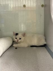 Shelter Stray Male Cat last seen Near E Red Maple Circle, MILLCREEK, UT, 84106, Taylorsville, UT 84123