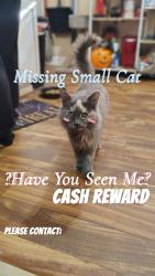 Lost Female Cat last seen State and Raymond , Indianapolis, IN 46203