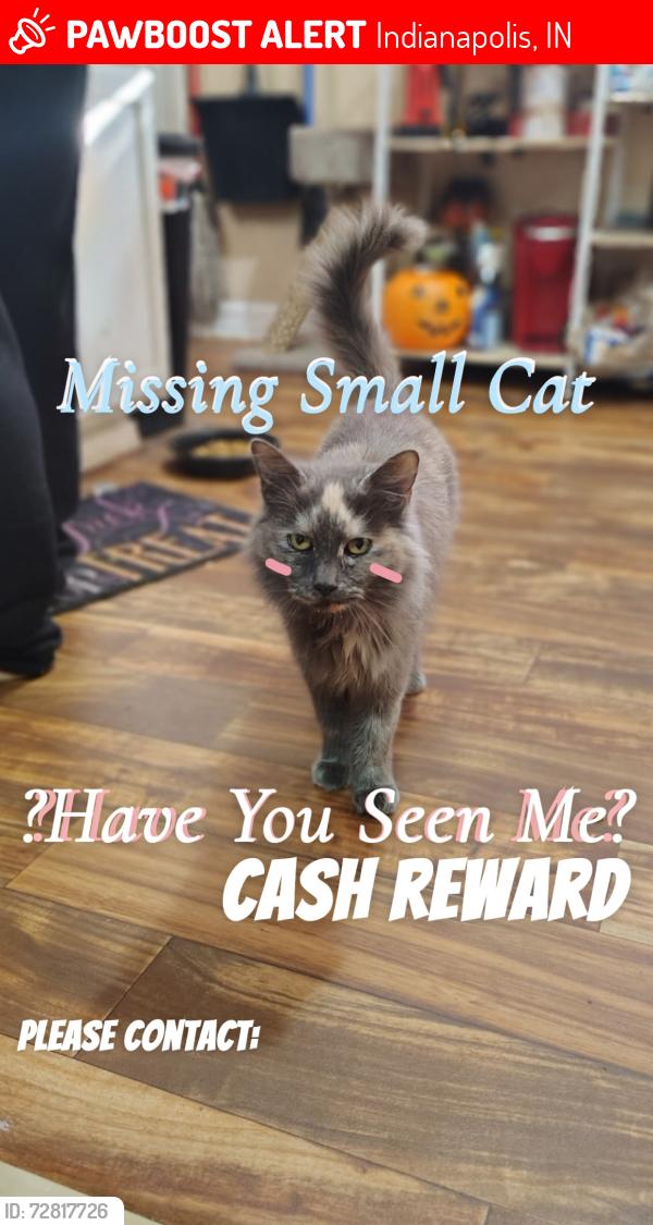 Lost Female Cat last seen State and Raymond , Indianapolis, IN 46203