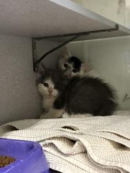 Shelter Stray Male Cat last seen Near E Red Maple Circle, MILLCREEK, UT, 84106, Taylorsville, UT 84123