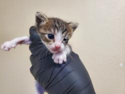 Shelter Stray Female Cat last seen Near Walker Way, Vista, CA, 92083, Oceanside, CA 92058