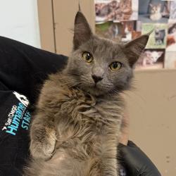 Shelter Stray Female Cat last seen Near Reo Terrace, San Diego, CA, 92139, San Diego, CA 92110