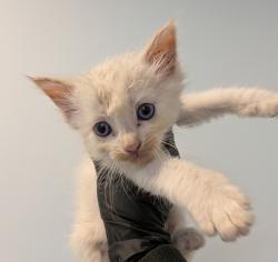 Shelter Stray Male Cat last seen Quial Street, San Diego, CA, 92102, San Diego, CA 92110