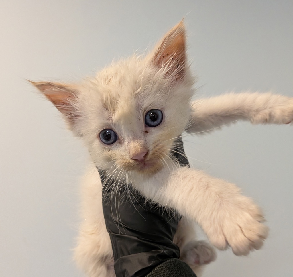 Shelter Stray Male Cat last seen Quial Street, San Diego, CA, 92102, San Diego, CA 92110