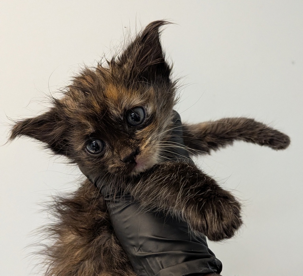 Shelter Stray Female Cat last seen Quial Street, San Diego, CA, 92102, San Diego, CA 92110