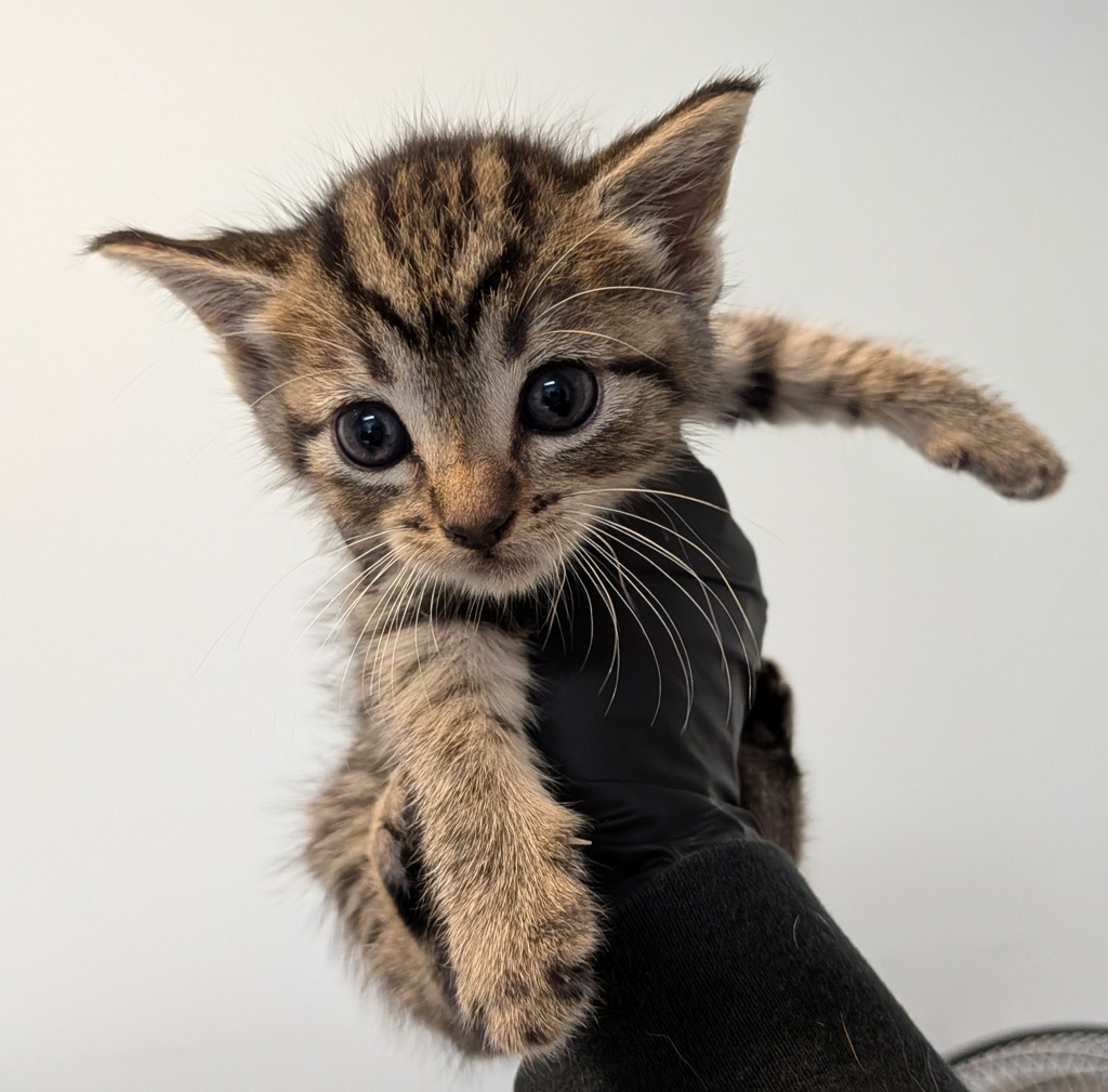 Shelter Stray Female Cat last seen Quial Street, San Diego, CA, 92102, San Diego, CA 92110