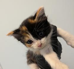 Shelter Stray Female Cat last seen Quial Street, San Diego, CA, 92102, San Diego, CA 92110