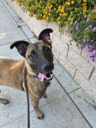 Shelter Stray Female Dog last seen Near E San Ysidro Boulevard, San Diego, CA, 92173, San Diego, CA 92110