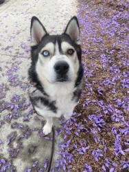 Shelter Stray Male Dog last seen Near Imperial Boulevard, Imperial Beach, CA, 91932, San Diego, CA 92110