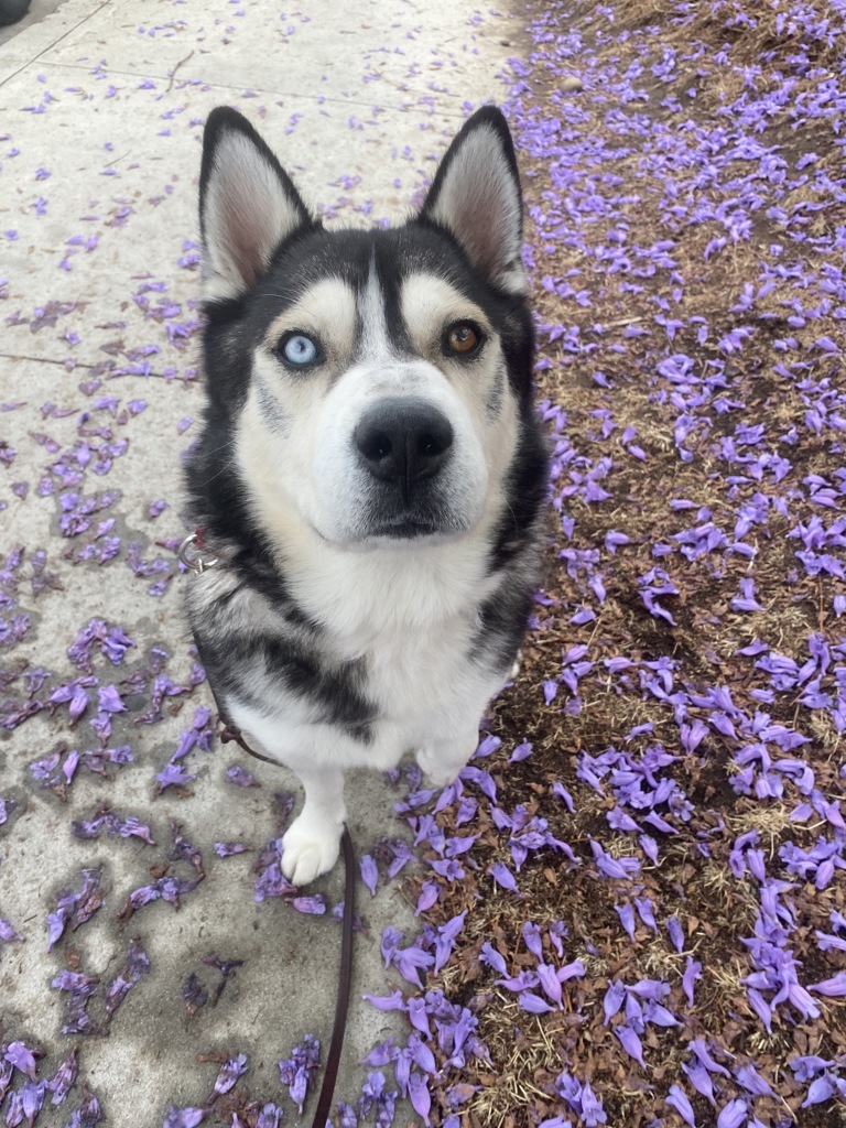 Shelter Stray Male Dog last seen Near Imperial Boulevard, Imperial Beach, CA, 91932, San Diego, CA 92110
