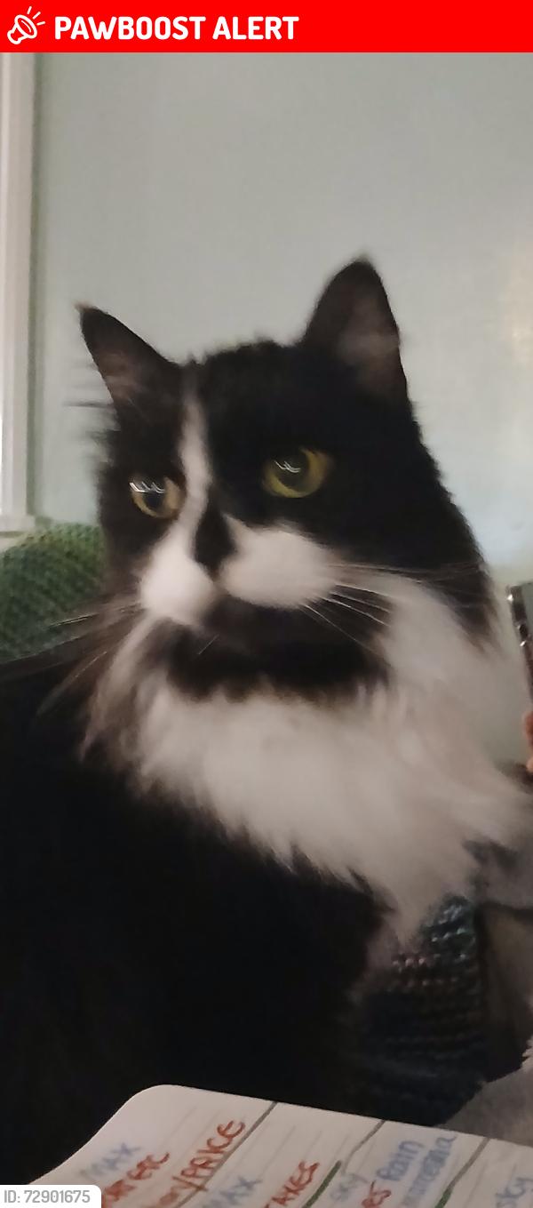 Lost Male Cat last seen Sam's Family Spa RV park, Desert Hot Springs, CA 92241