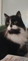 Lost Male Cat last seen Sam's Family Spa RV park, Desert Hot Springs, CA 92241
