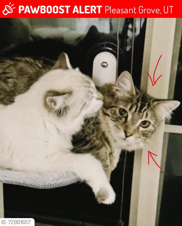 Lost Male Cat last seen N 100 E, Pleasant Grove, UT 84062