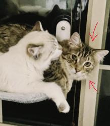 Lost Male Cat last seen N 100 E, Pleasant Grove, UT 84062