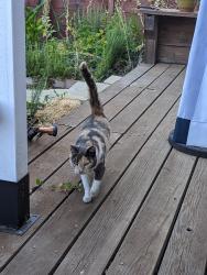 Lost Female Cat last seen Lauren Ave & Cypress Ave, Belmont, Belmont, CA 94002
