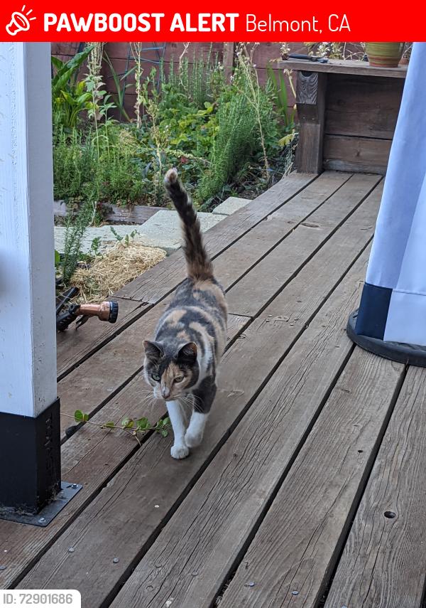 Lost Female Cat last seen Lauren Ave & Cypress Ave, Belmont, Belmont, CA 94002