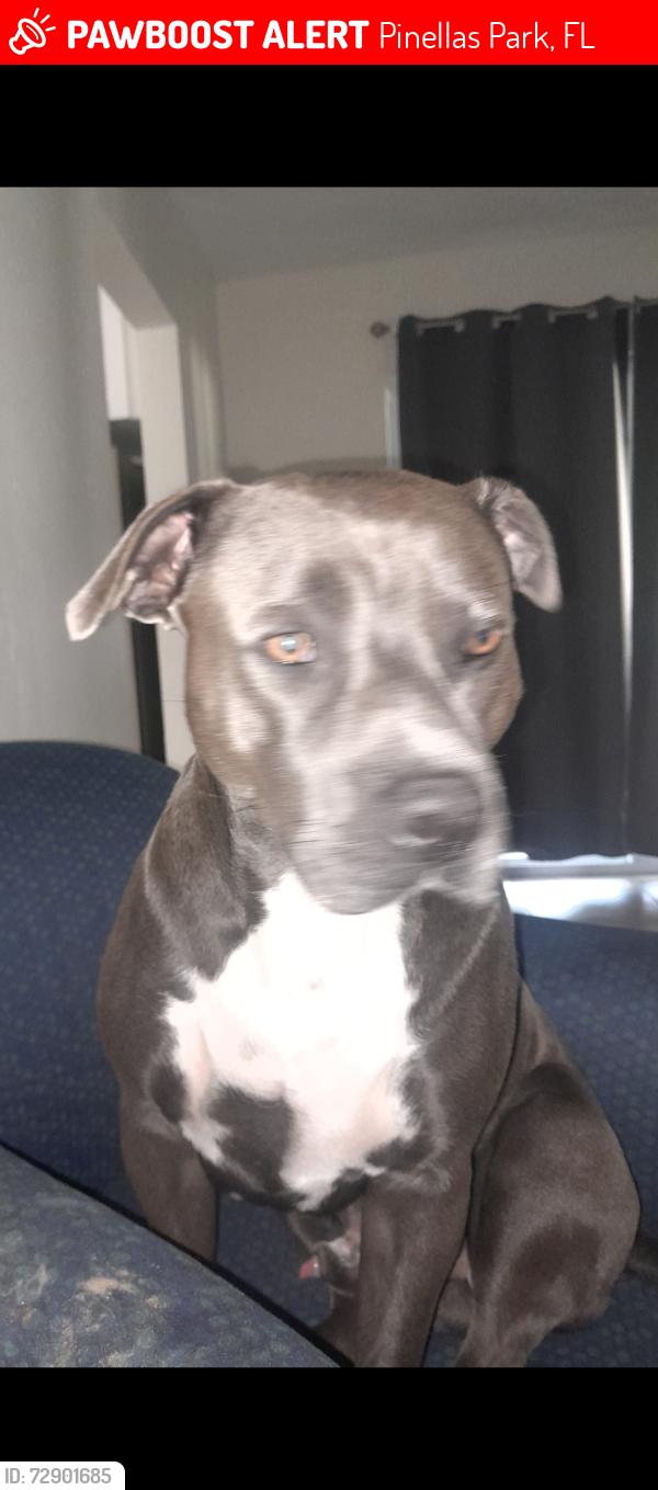Lost Male Dog last seen 49th St N, Pinellas Park, FL 33781