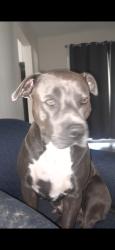 Lost Male Dog last seen 49th St N, Pinellas Park, FL 33781