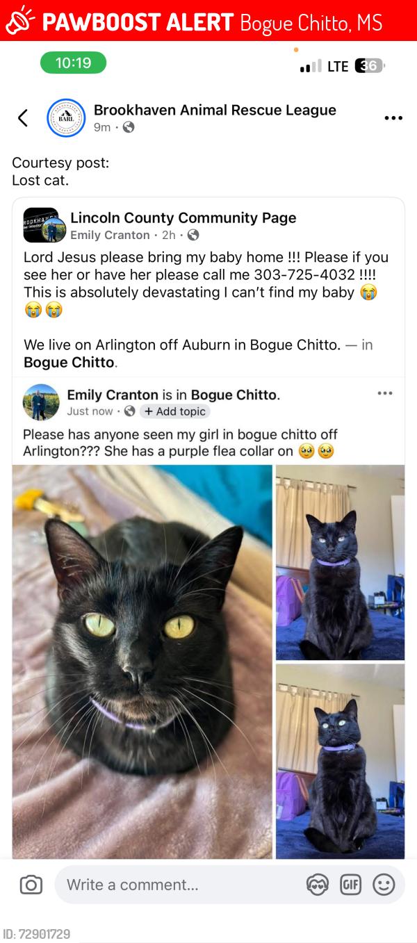 Lost Female Cat last seen My home, Bogue Chitto, MS 39629