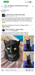 Lost Female Cat last seen My home, Bogue Chitto, MS 39629