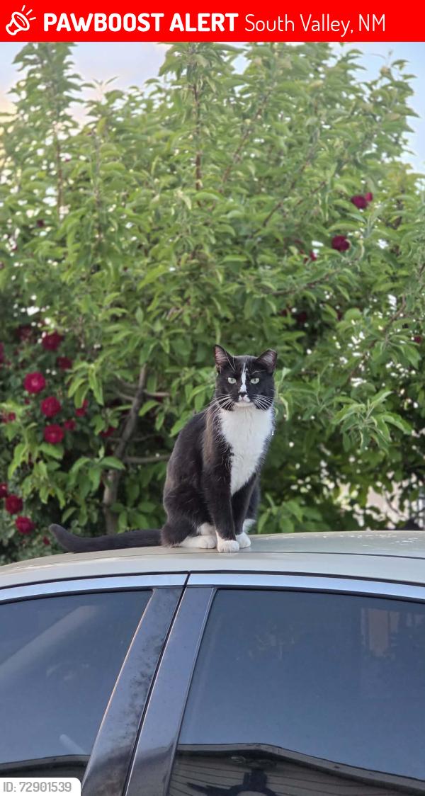 Lost Female Cat last seen Coors and Barcelona, South Valley, NM 87105