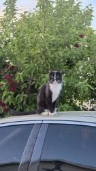 Lost Female Cat last seen Coors and Barcelona, South Valley, NM 87105