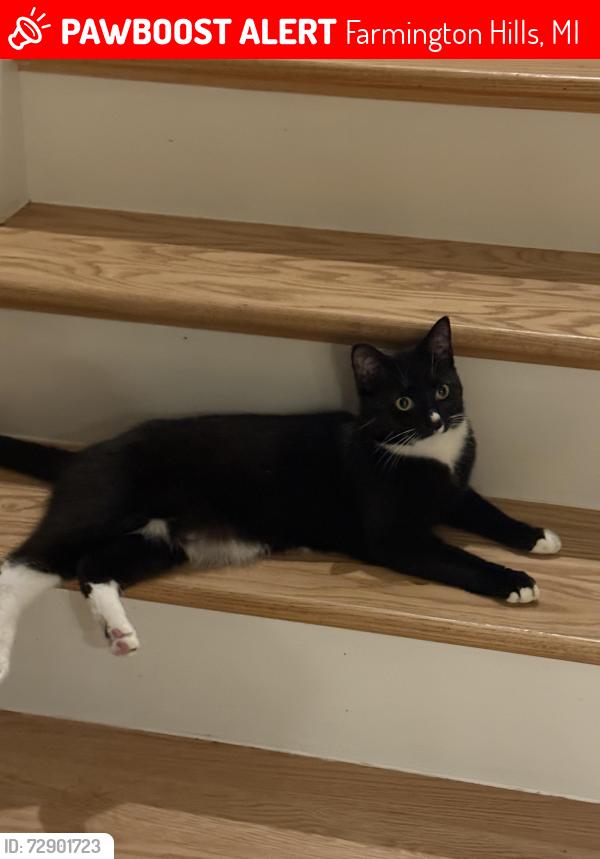 Lost Female Cat last seen 14 Mile + Middlebelt, Farmington Hills, MI 48334